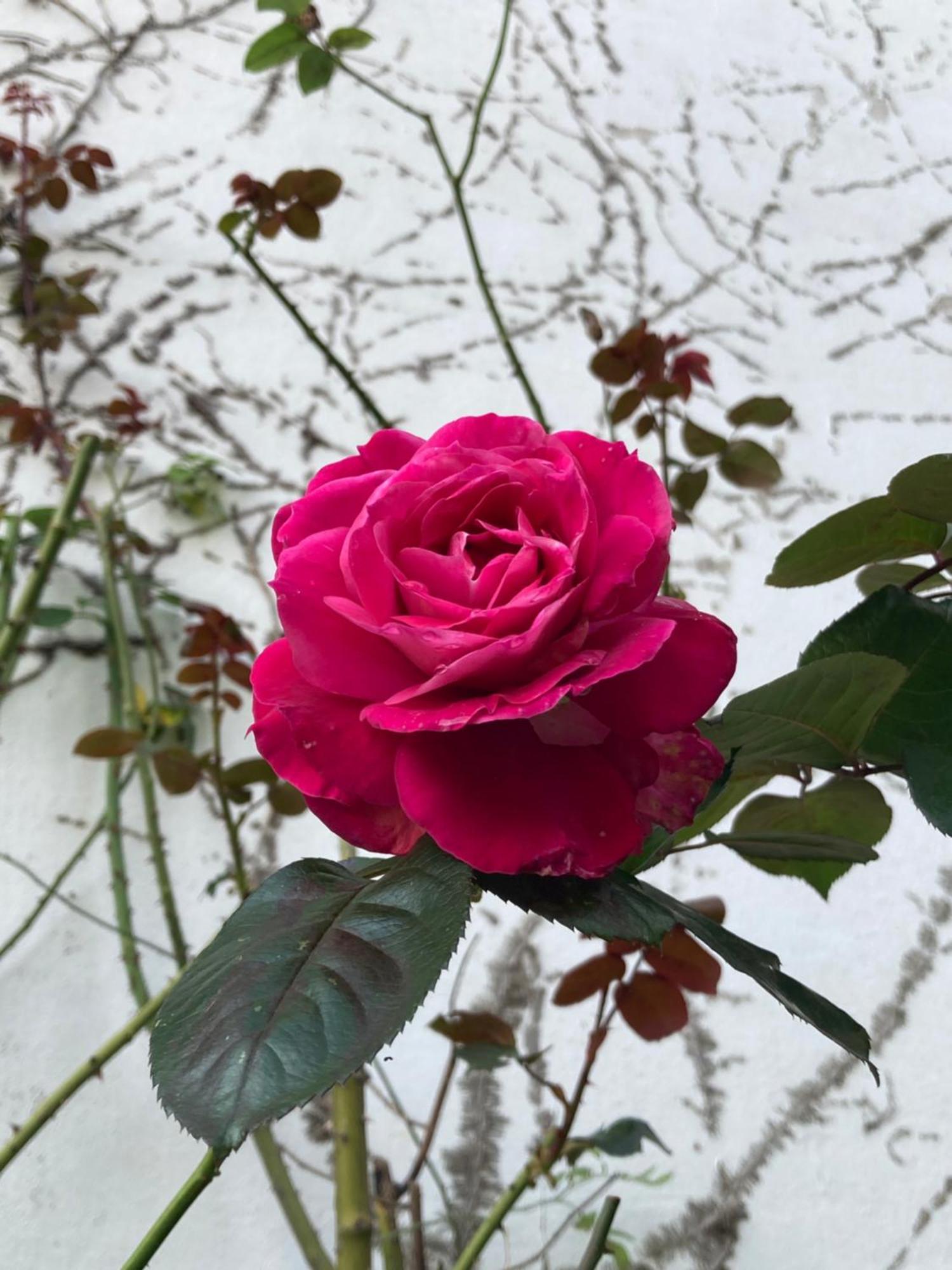 Avec Terrasse Sur Jardin * Fontenay-sous-Bois